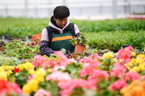 Modern circular agriculture helps green development of Lanzhou New Area _ Flowers