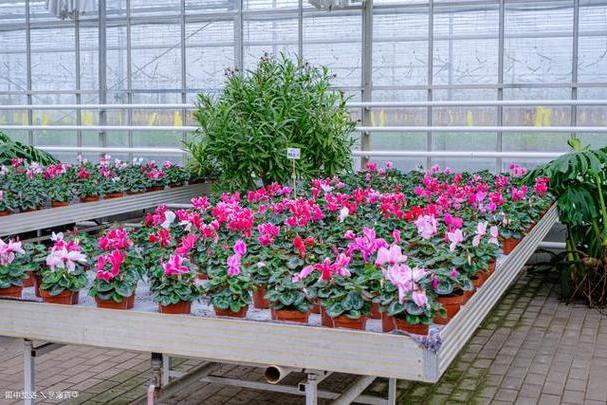 Flower greenhouse heating: How to ensure the quality and yield of flowers?